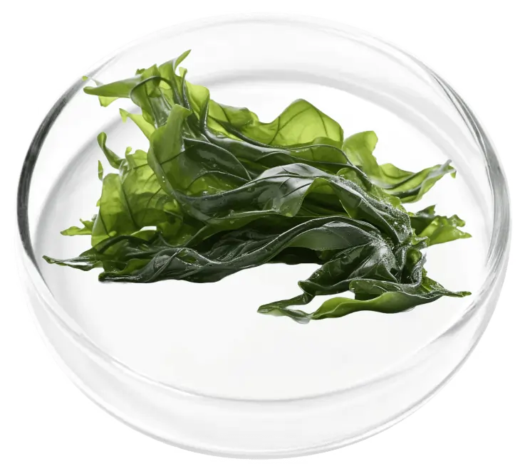 Aquamin Algae Marine Minerals SEO