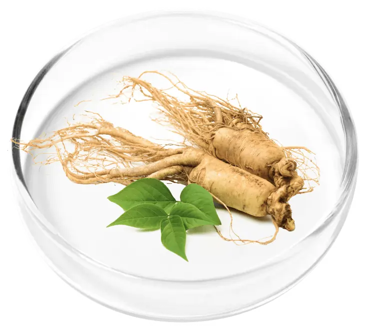Ginseng Root Powder Cognitive Focus SEO