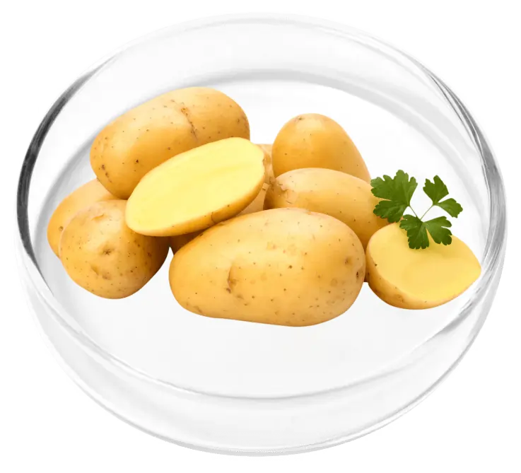 Pyridoxal 5-Phosphate Vitamin B6 SEO