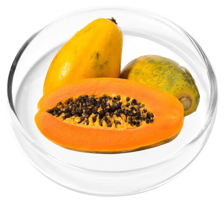 Organic Papaya Powder Antioxidant SEO