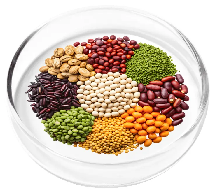 Zinc L Carnosine Antioxidant Support SEO